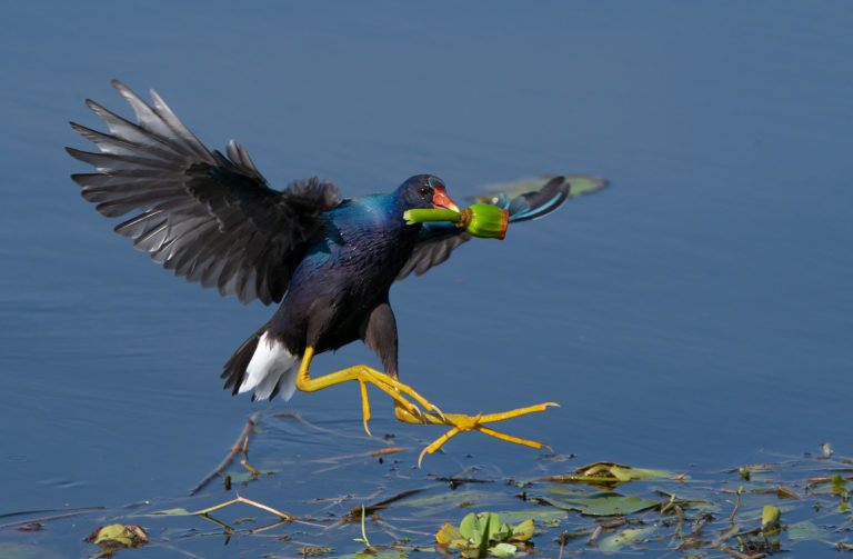 Sony A9 – First Few Weeks from a Nikon Shooter