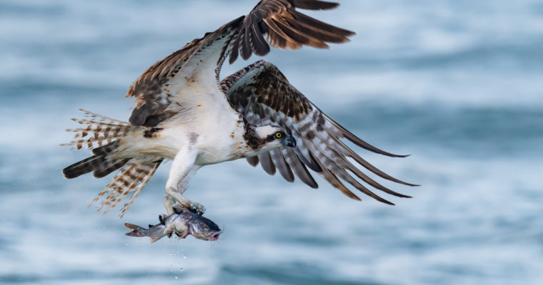 Amazing Osprey Images – Talon Close-ups and Osprey With Fish