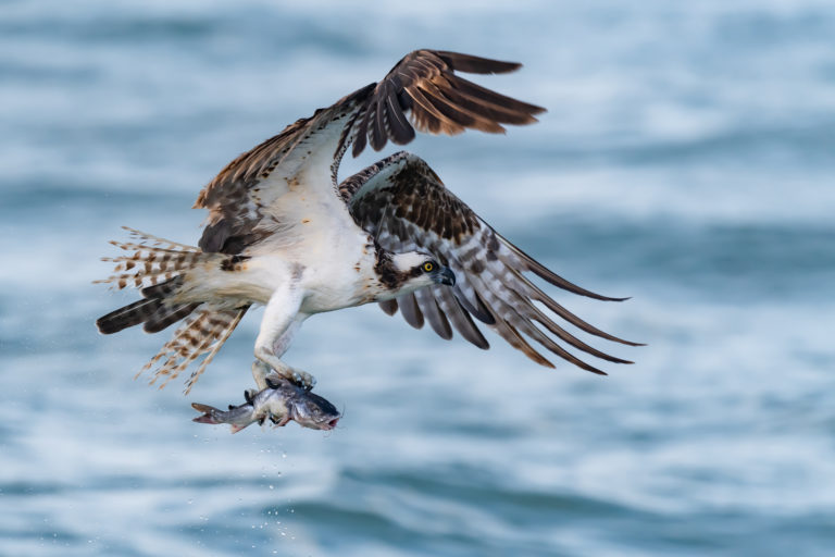 Amazing Osprey Images – Talon Close-ups and Osprey With Fish
