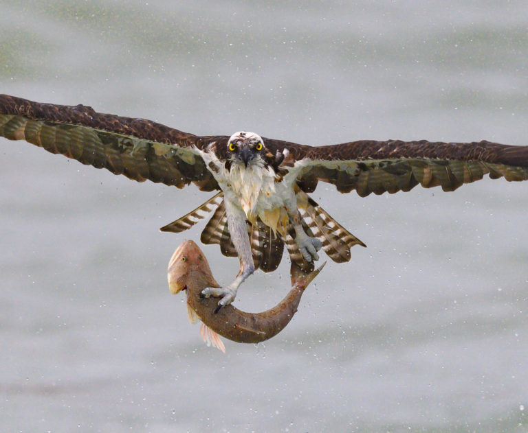 Is the Nikon Z6 A Good Camera for Wildlife and Bird in Flight Photography?