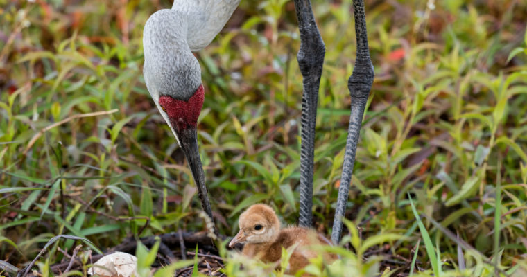 Nikon D850 and Nikon 500F4 VR – Bird Photography Easter Morning Surprise