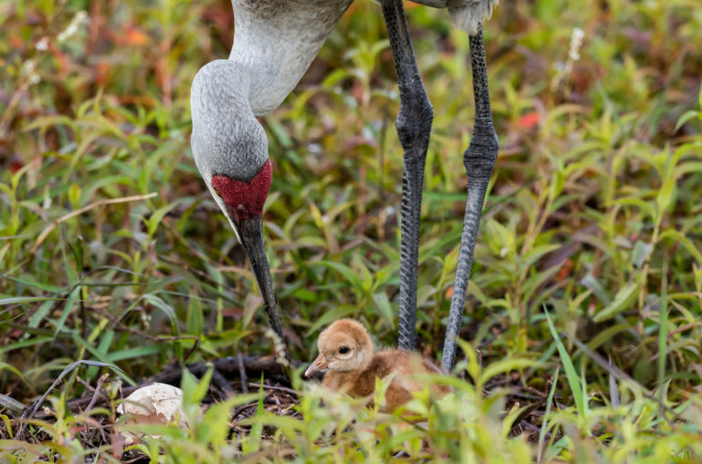 Nikon D850 and Nikon 500F4 VR – Bird Photography Easter Morning Surprise