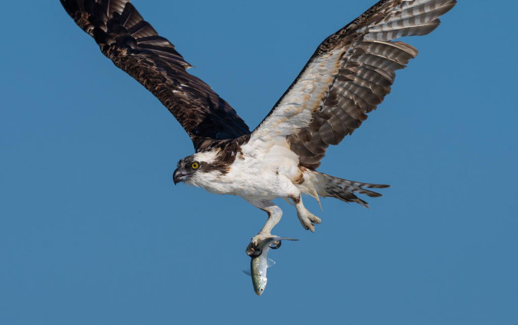 Incredible High Flying Action on the East Coast of Florida During the ...