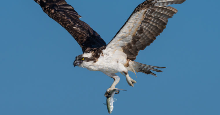 Incredible High Flying Action on the East Coast of Florida During the Annual Fall Mullet Run