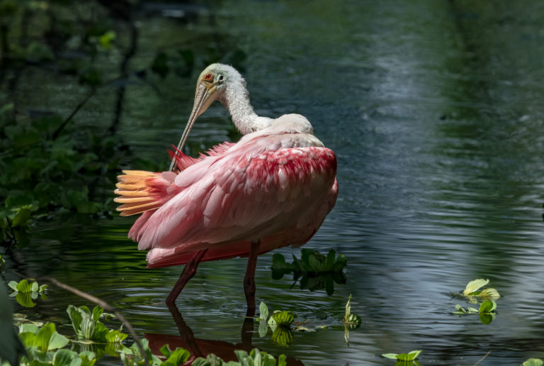 The Amazing Roseate Spoonbill in Corkscrew Swamp