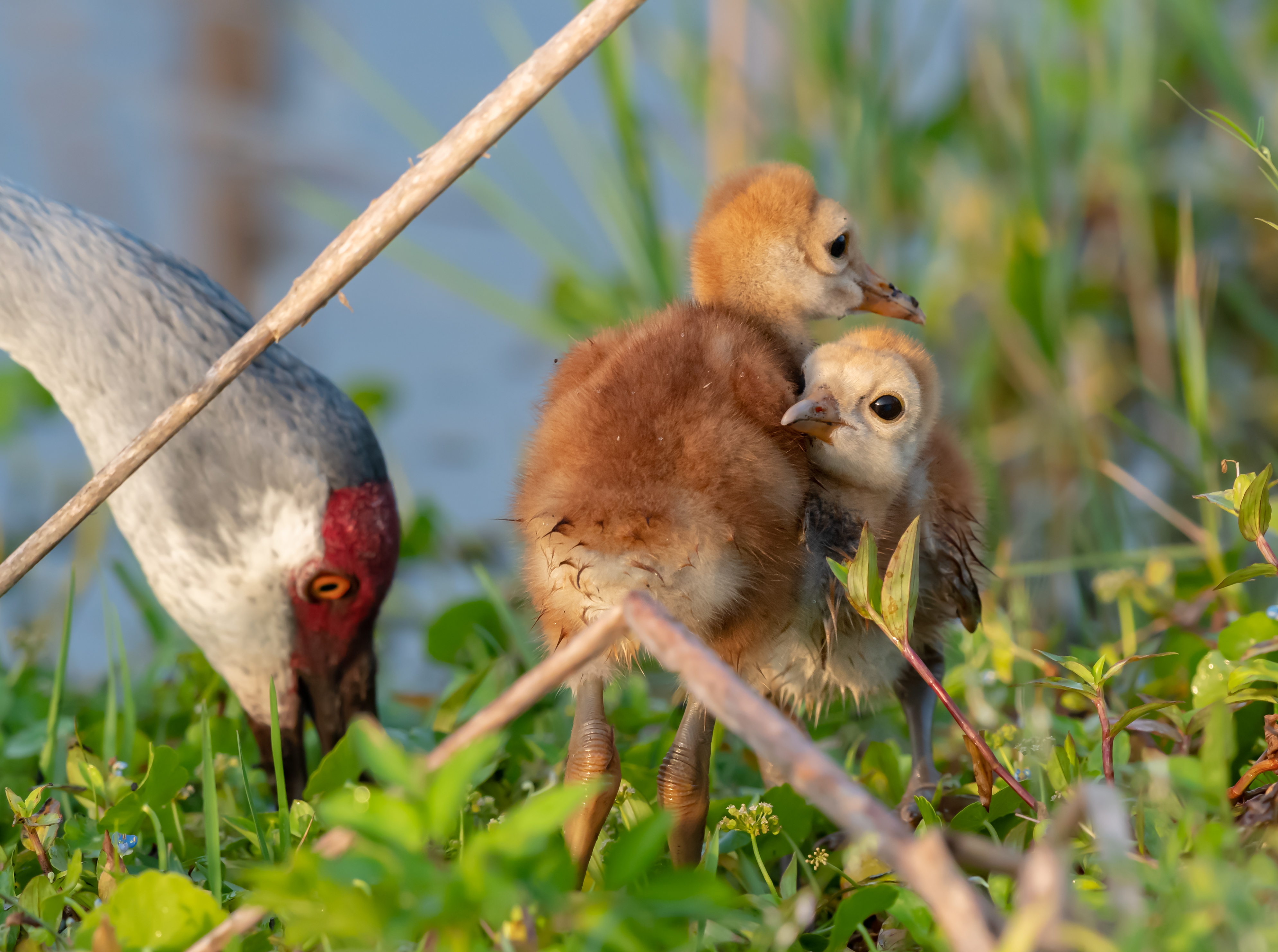 Nikon D850 – D500 – 500MM PF and 500MMF4 and the Sony A9 Capture Beautiful Sandhill Crane Family