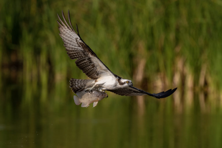 Nikon Z7 vs D850 vs D500 Bird In Flight – Wildlife – Auto Focus Comparison