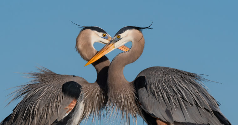 Savage Great Blue Heron Eats Huge Fish, Snakes and a Rabbit