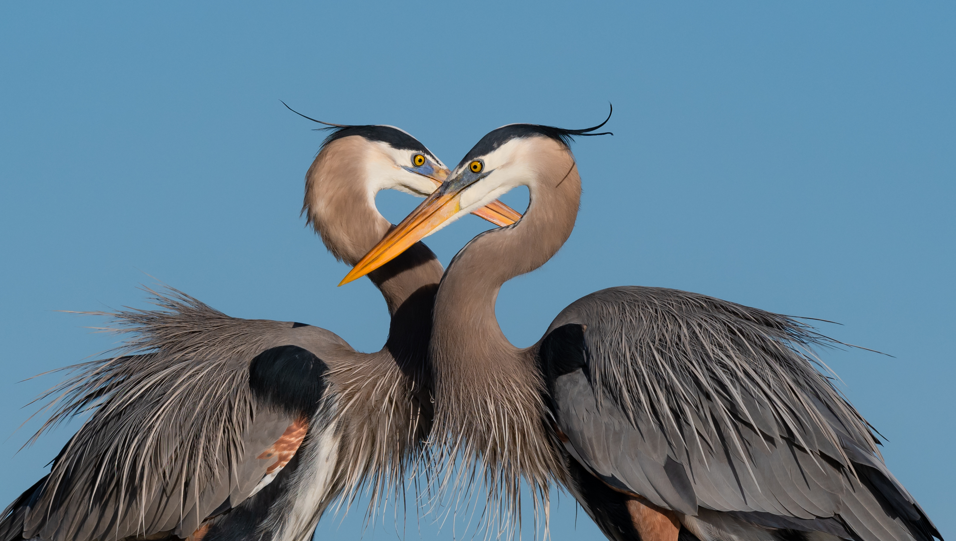 Savage Great Blue Heron Eats Huge Fish Snakes And A Rabbit Mark Smith Photography