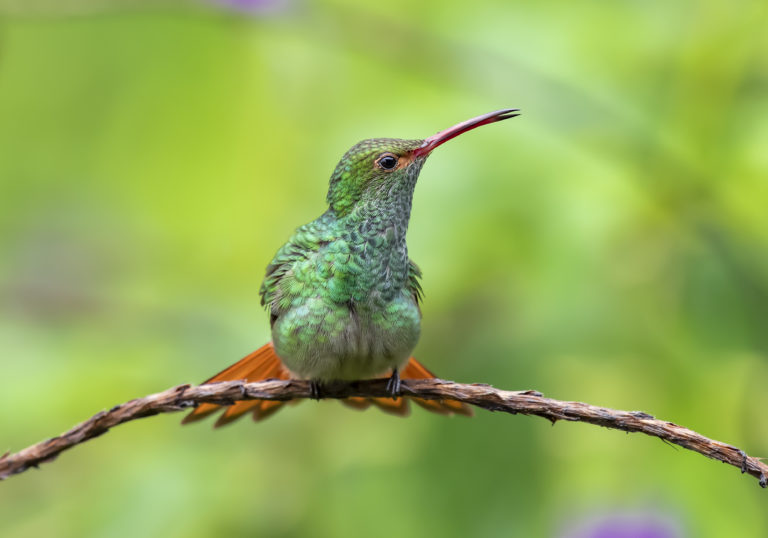 Costa Rica Wildlife Photography Scouting Mission