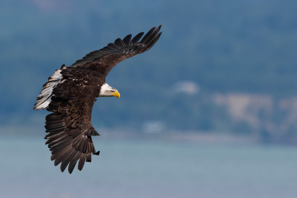 Amazing Fighting Eagles in Washington State - Nikon D850 - Mark Smith ...