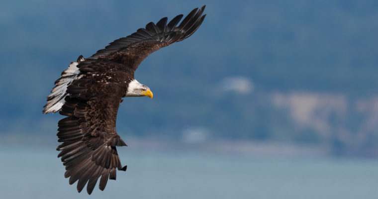 Amazing Fighting Eagles in Washington State – Nikon D850