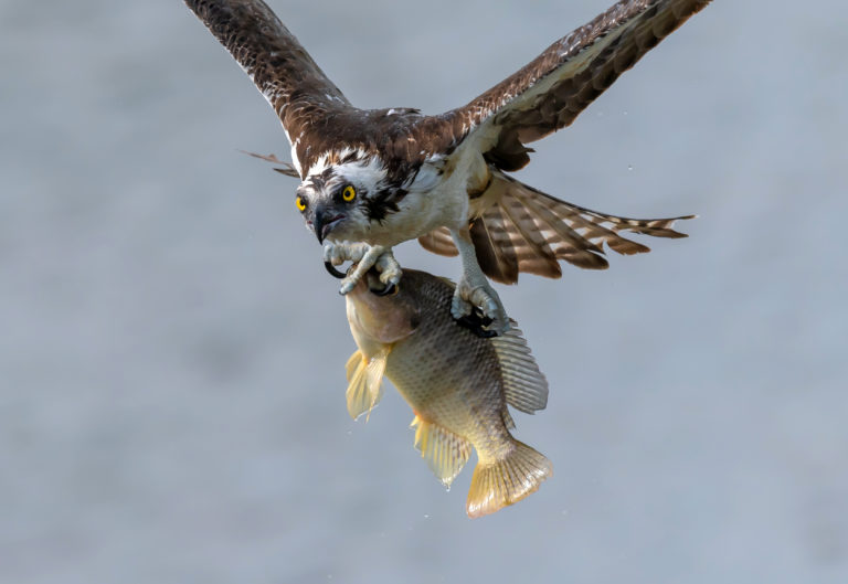 Nikon D500 VS SONY A9 – Bird Photography – Best Experience to Date!