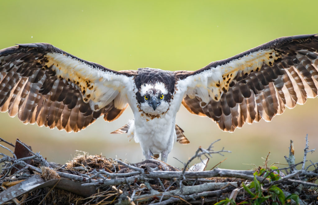 Nikon D850 Captures Incredible Osprey Fishing Action - Mark Smith ...