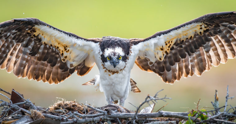 Nikon D850 Captures Incredible Osprey Fishing Action