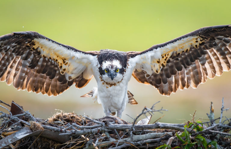 Nikon D850 Captures Incredible Osprey Fishing Action