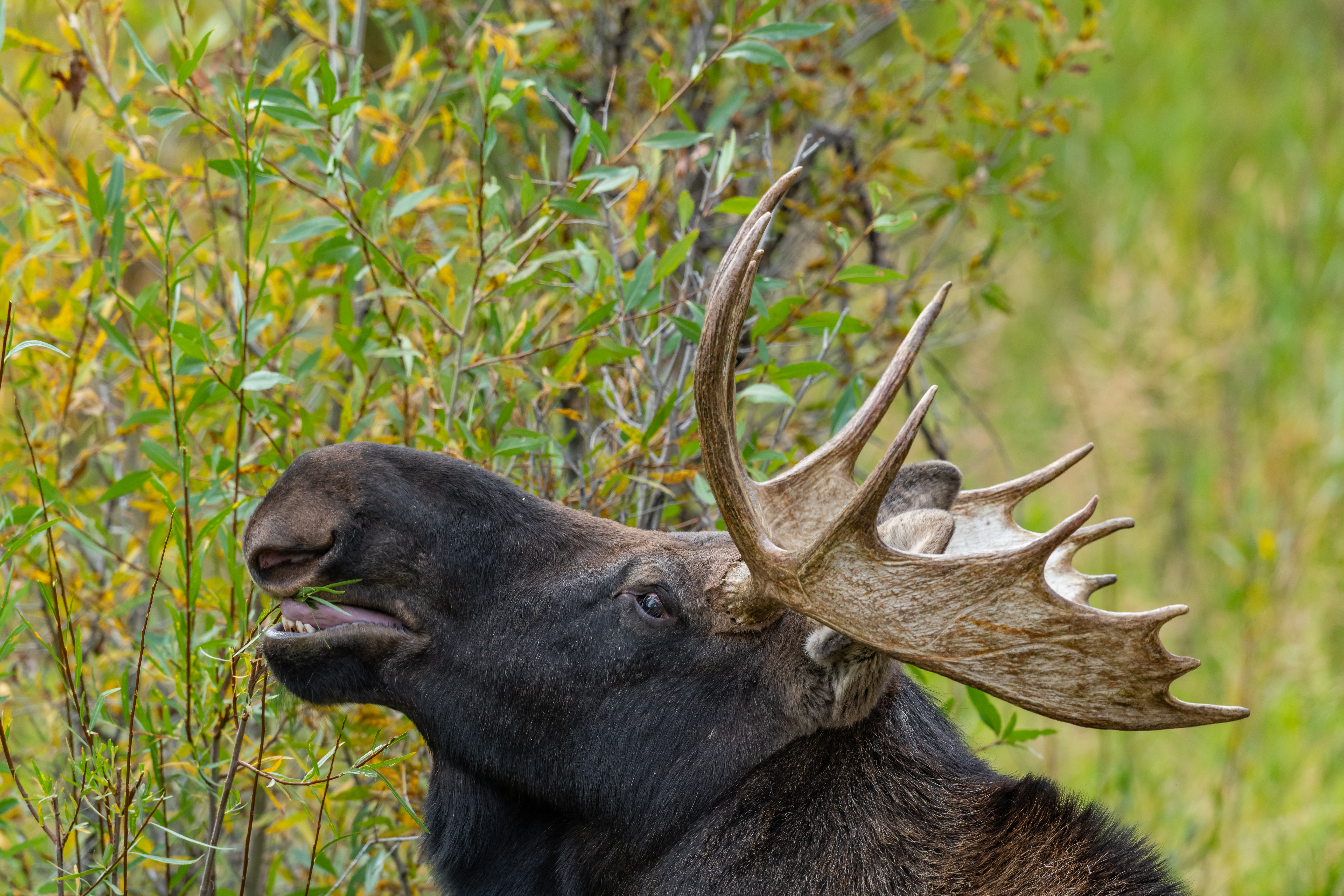Grand Teton Moose and Bear Wildlife Photography
