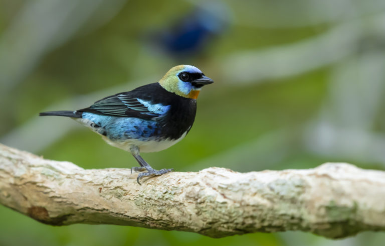 Nikon D850 Costa Rica Wildlife Photography Adventure Day Two – Macro Photography