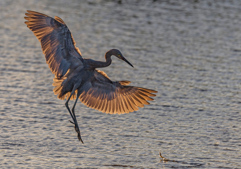 Nikon Z7 Bird in Flight First Day Impressions