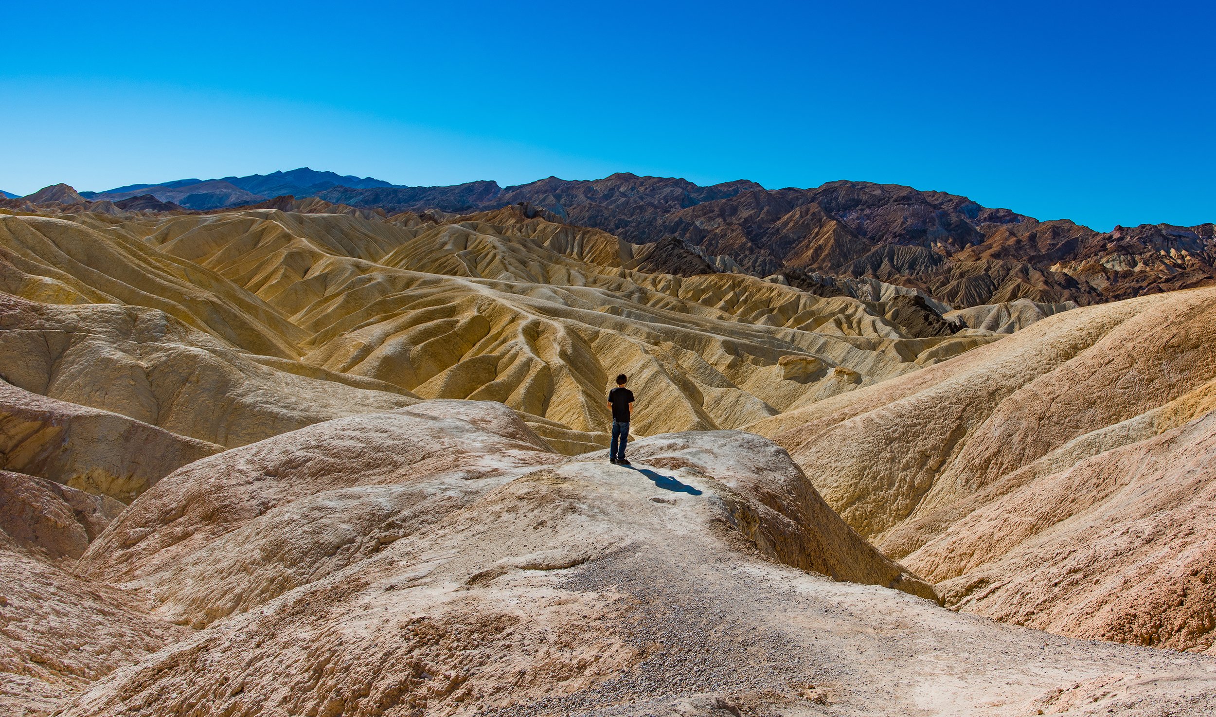 Finding Life In Death Valley During Super Bloom 2016 - Mark Smith ...