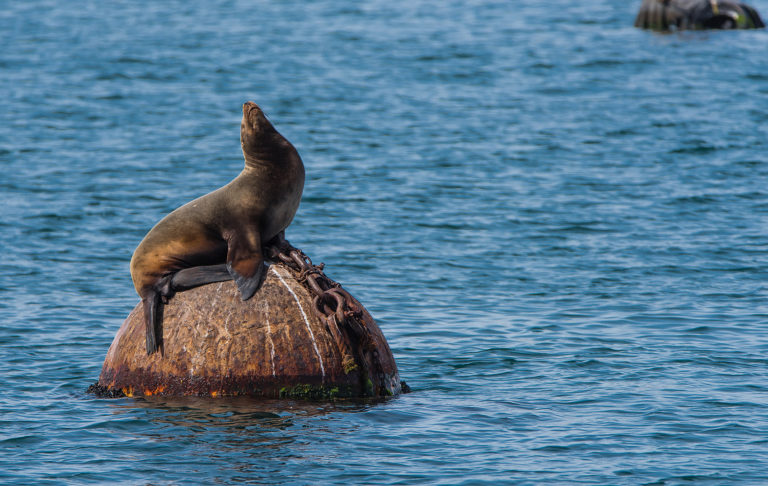 Sea Lions, Dolphins and Whales Oh My!