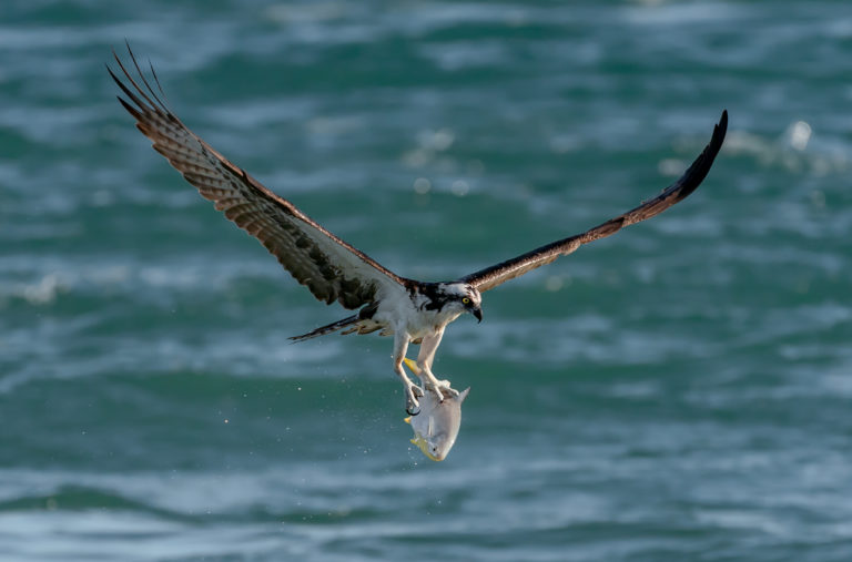 Sony A9 Firmware Version 5.0 – Real Time Tracking – Bird in Flight Photography