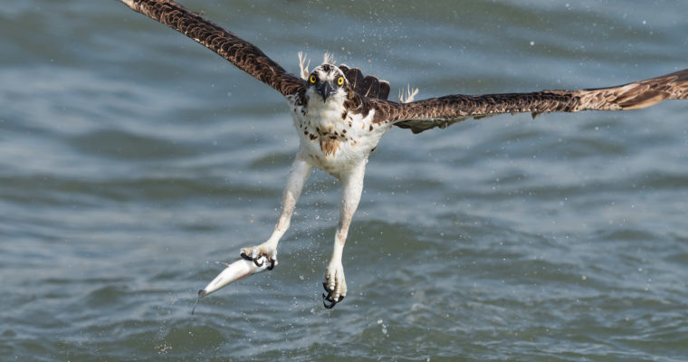 New Osprey Images