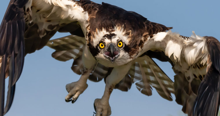 Amazing Osprey Photography in Central Florida