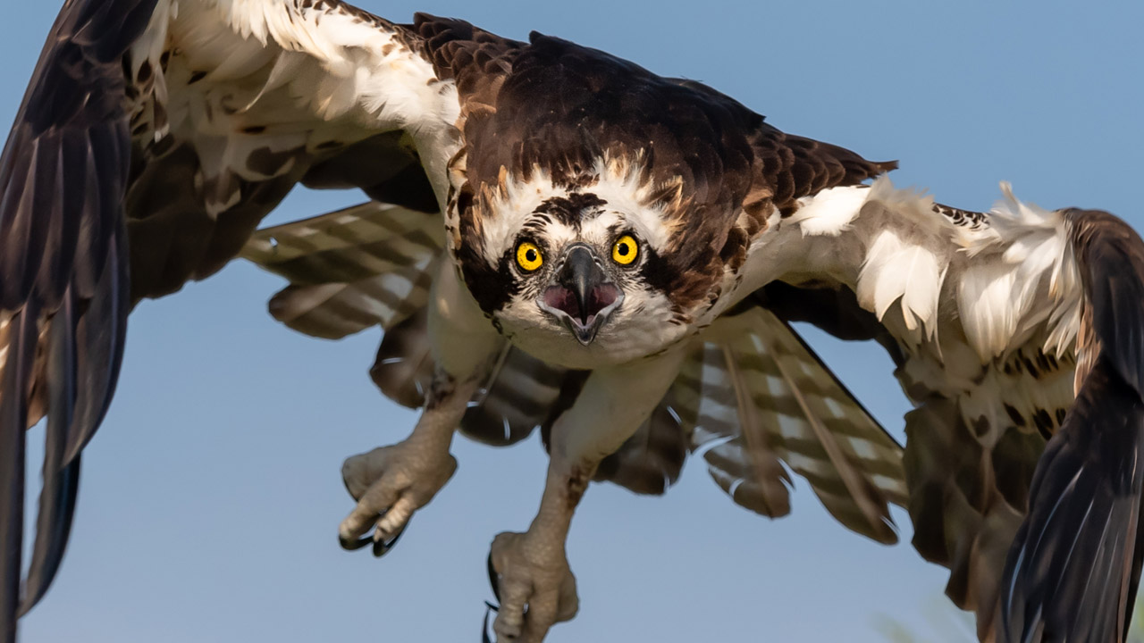 Amazing Osprey Photography in Central Florida