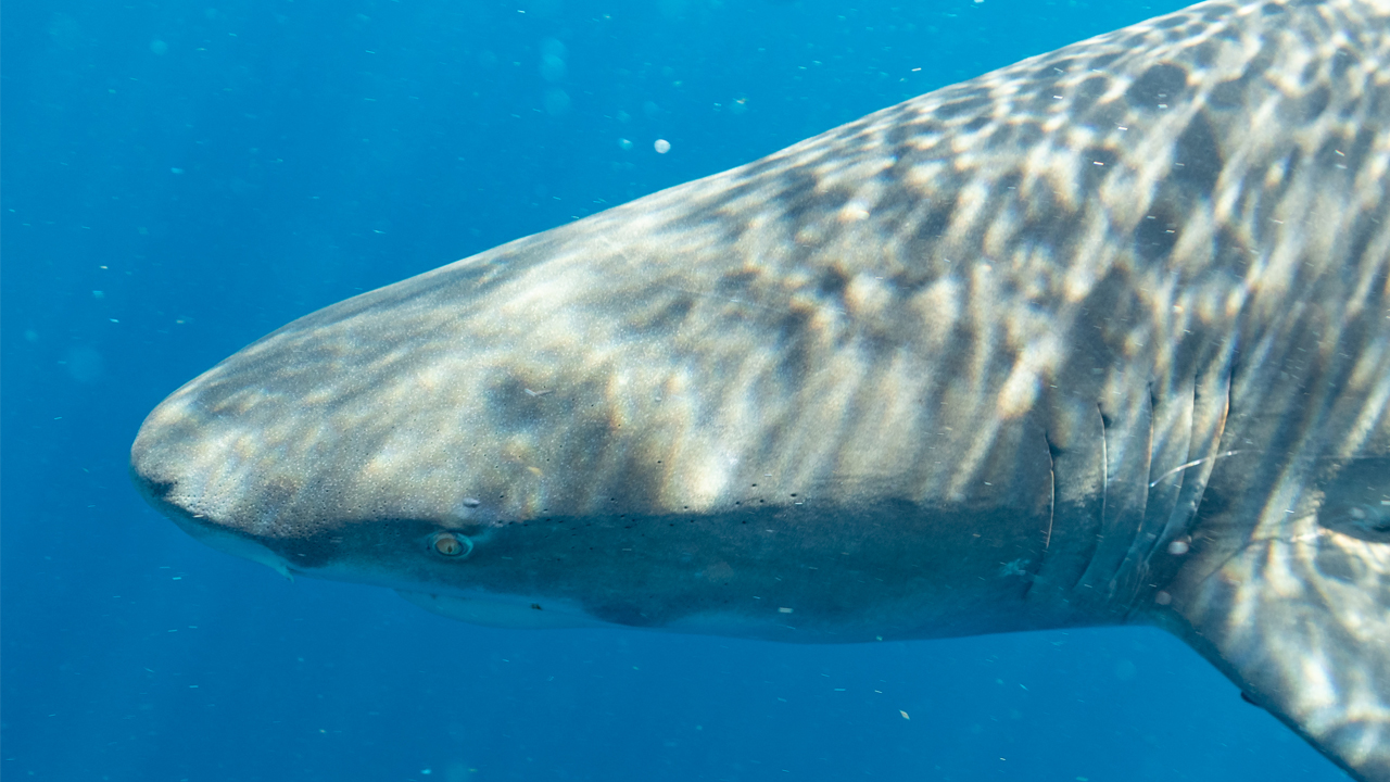 Swimming With Sharks in Jupiter Florida