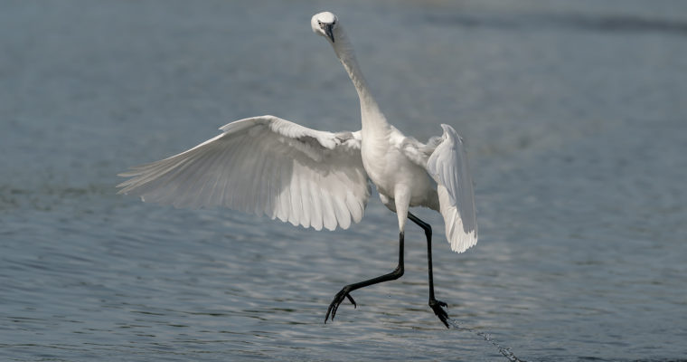 Sony A9 and the 100-400 GM Lens Meets the Rare White Morph Reddish Egret