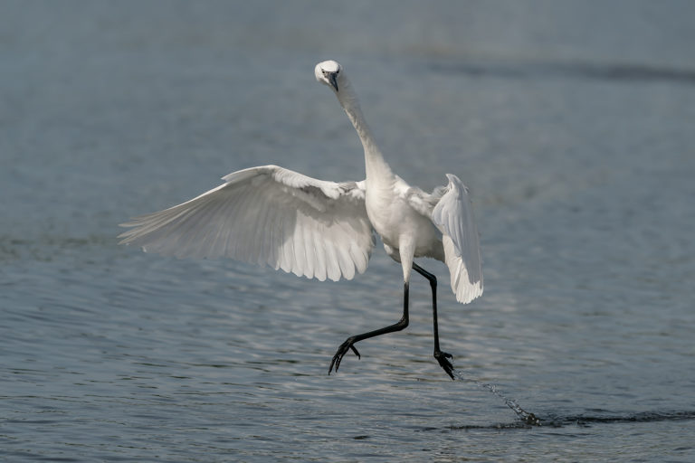 Sony A9 and the 100-400 GM Lens Meets the Rare White Morph Reddish Egret