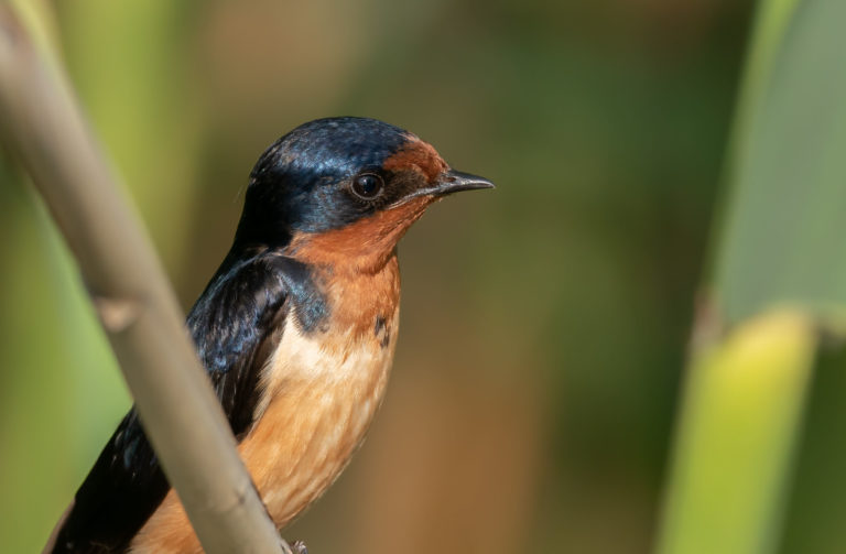 Sony 600mm F4 and Sony 200-600mm Lenses First Hand Impressions With the A9