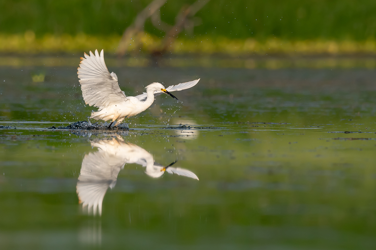 New Gear Leads to Awesome Morning of Amazing Bird Photography