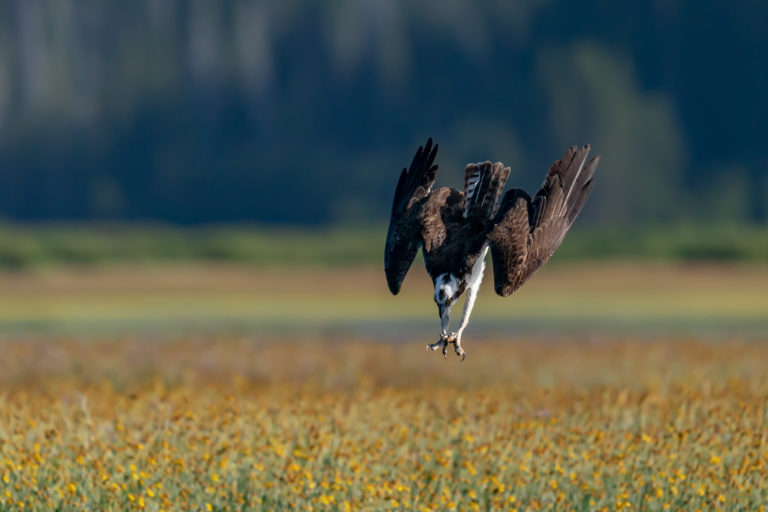 Sony FE 200-600mm Lens First Impressions