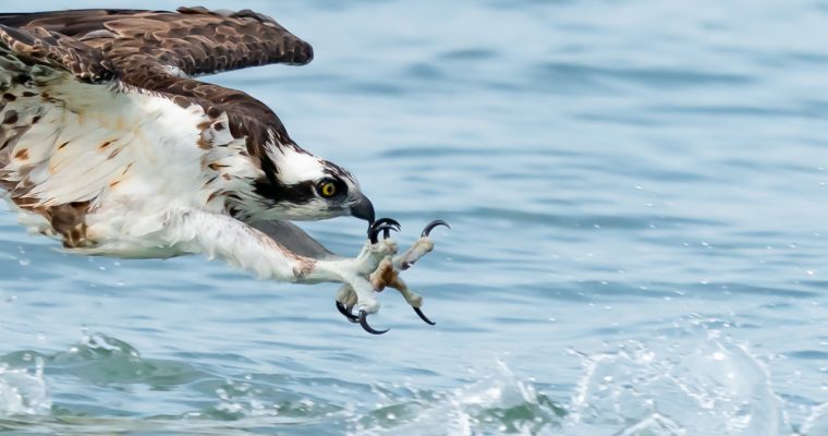 Sony FE 200-600 Osprey Photography Feeding Frenzy