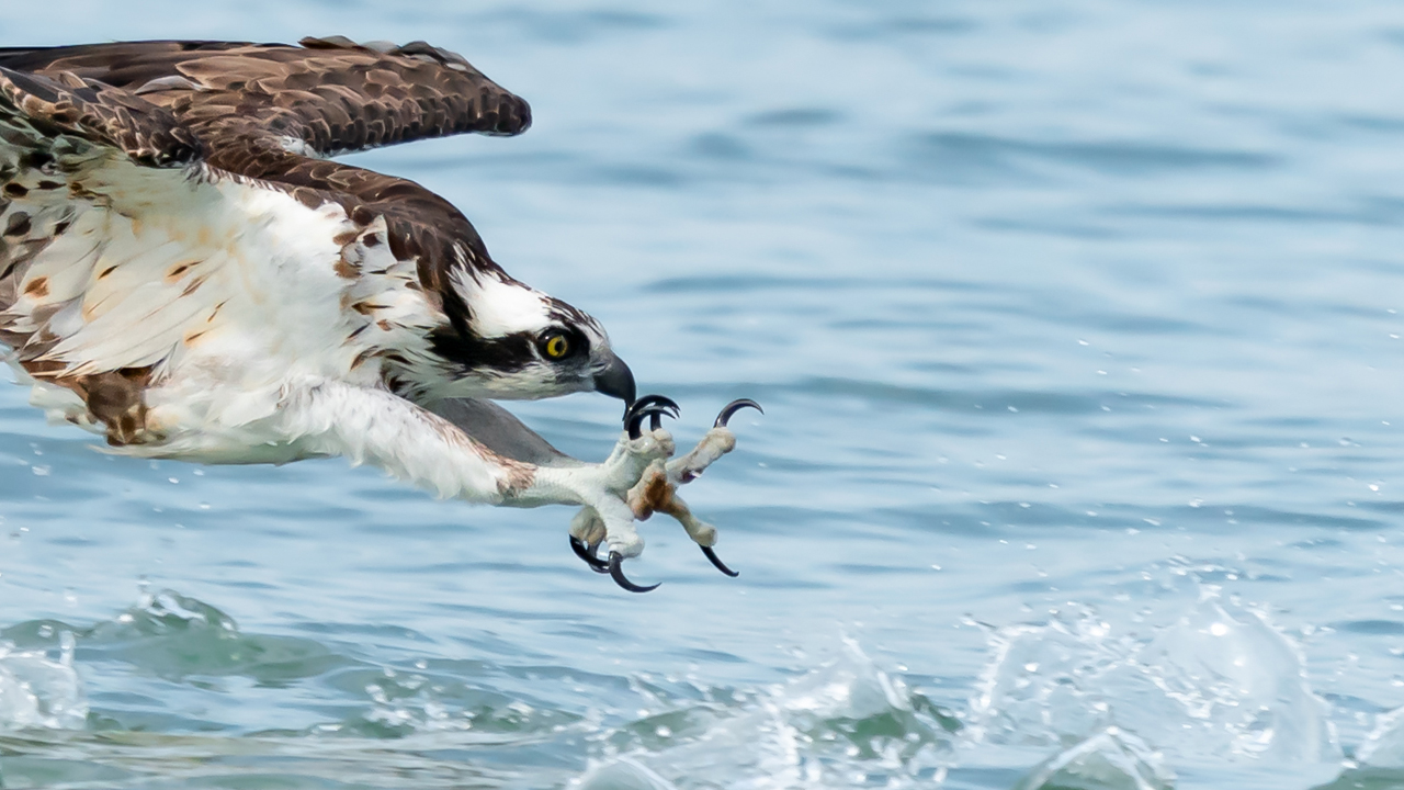 Sony FE 200-600 Osprey Photography Feeding Frenzy