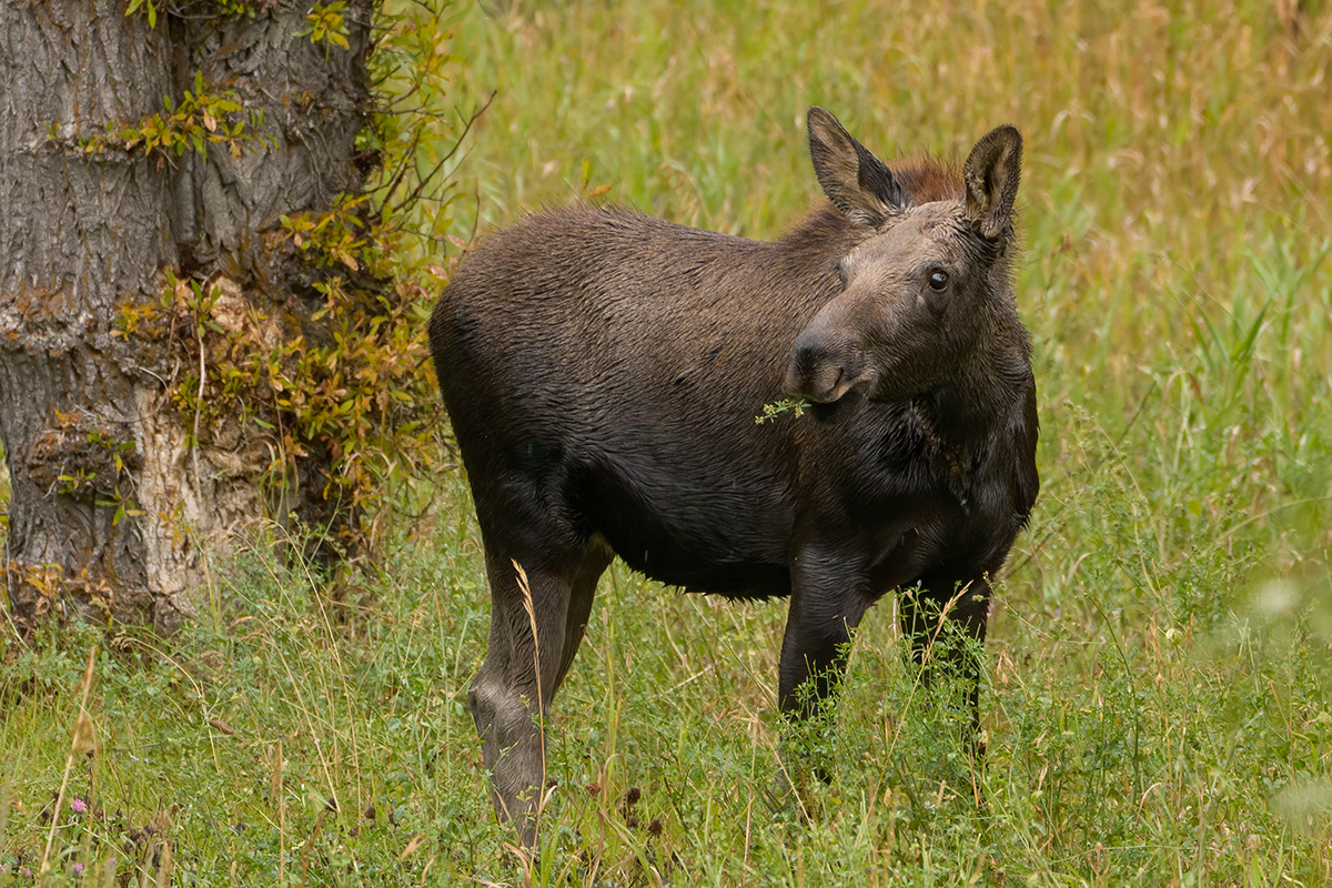 Sony A7RIV Grand Teton Wildlife Adventure