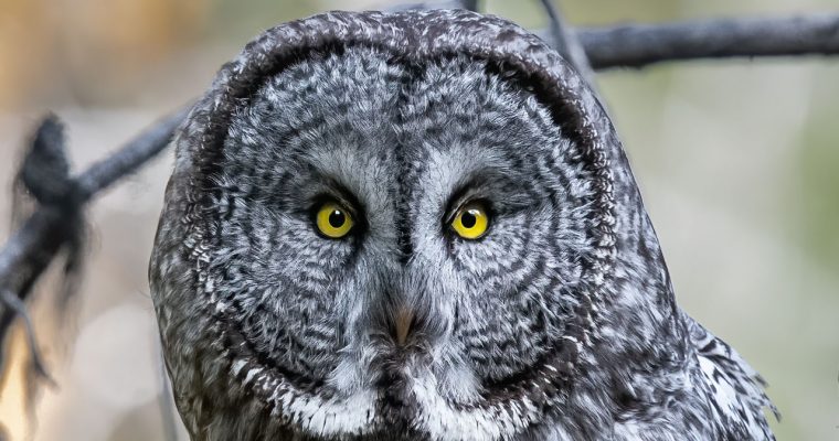 Nikon D850 Great Grey Owl Bird Photography with Steve Mattheis and Isaac Spotts in Jackson Wyoming