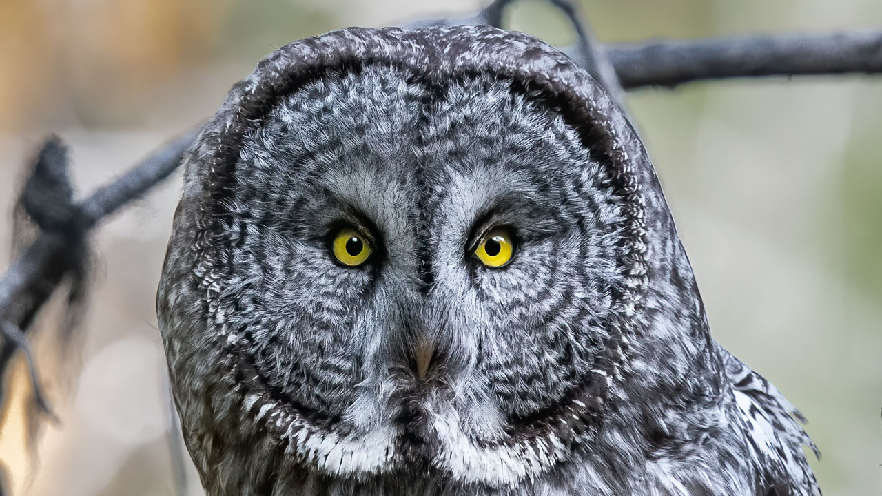 Nikon D850 Great Grey Owl Bird Photography with Steve Mattheis and Isaac Spotts in Jackson Wyoming