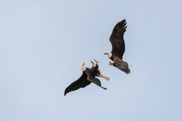 Amazing Bald Eagle Photography Nikon D850