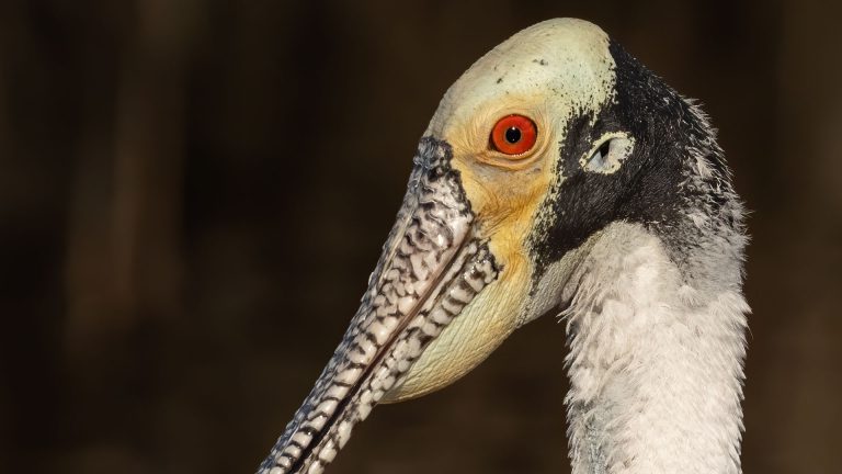 Sony FE 600MMF4 Captures Stunning Detail