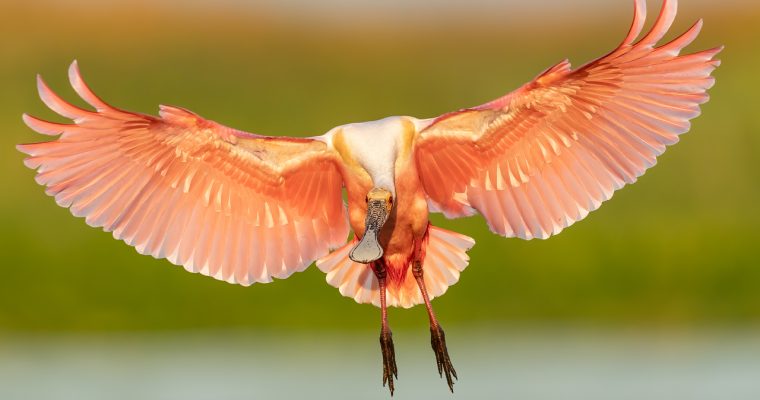 Bird in Flight Photography with Beautiful Roseate Spoonbills and the Sony A9 and A7RIV.