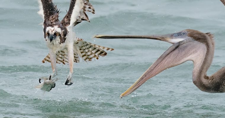 Amazing Bird Photography Osprey VS Pelican – Sony A9 – Sony A7RIV