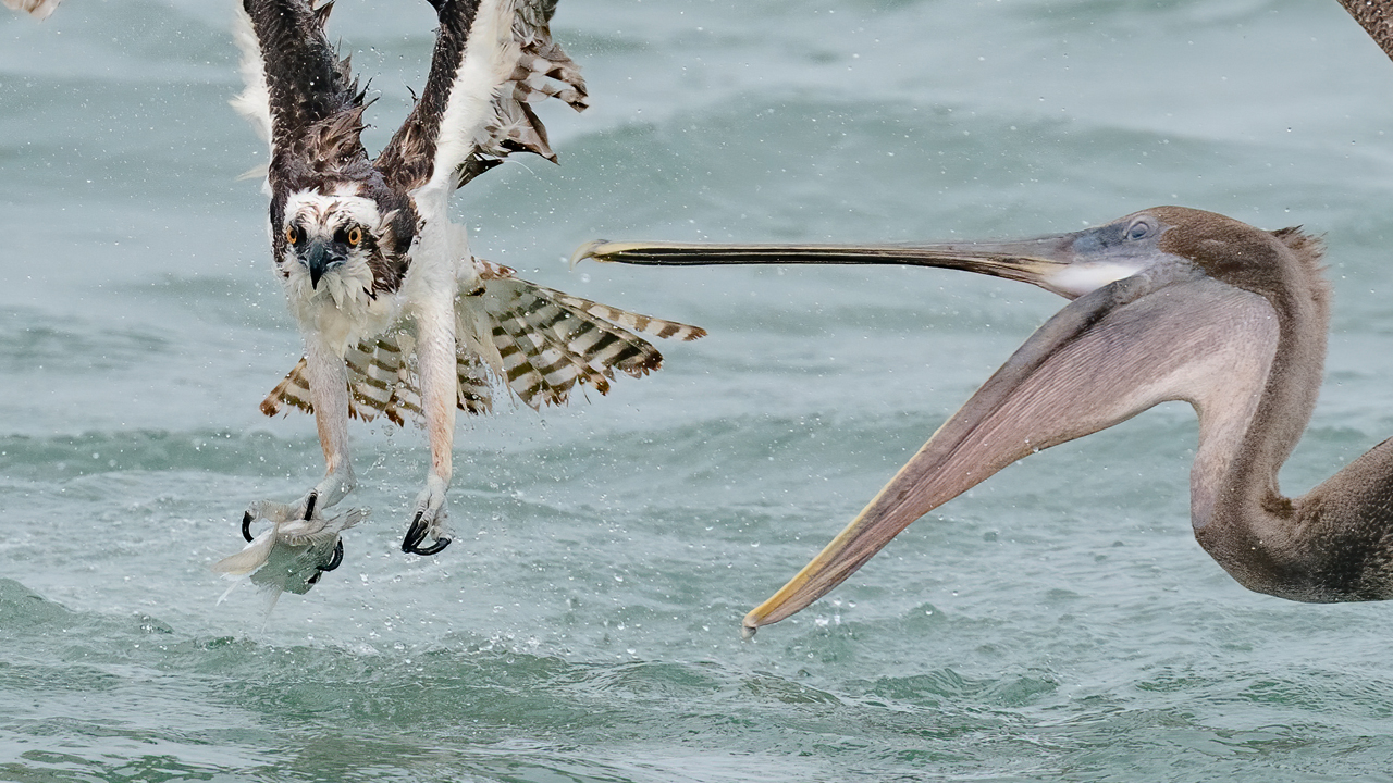 Amazing Bird Photography Osprey VS Pelican – Sony A9 – Sony A7RIV