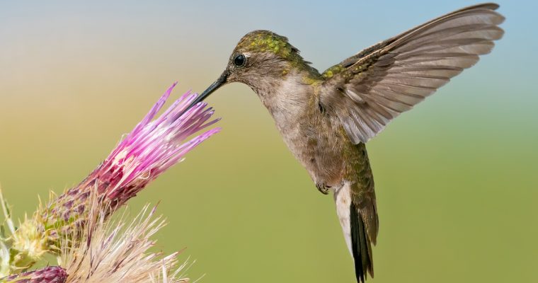 Sony A9 + Nikon D850 Capture Incredible Hummingbirds in Western Colorado – Bird in Flight Photography
