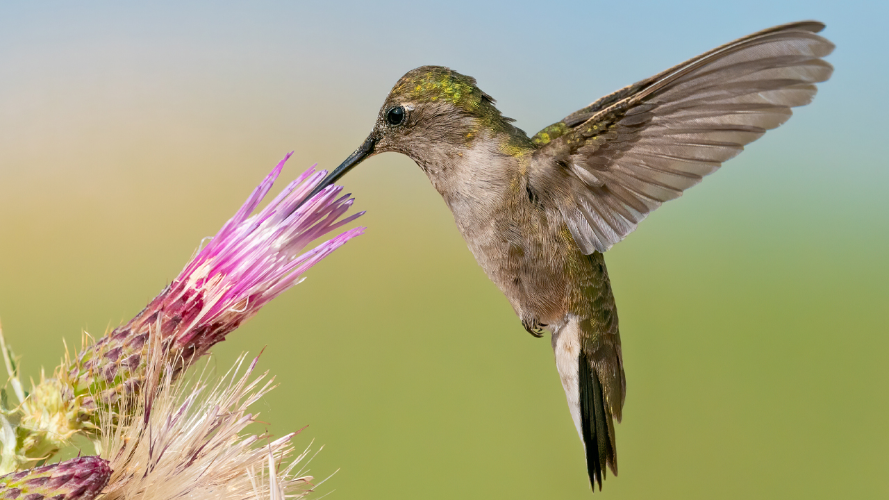 Sony A9 + Nikon D850 Capture Incredible Hummingbirds in Western Colorado – Bird in Flight Photography