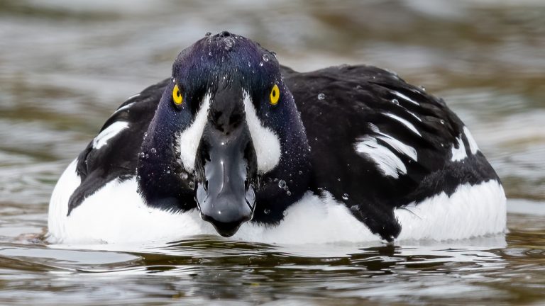 Is Grand Teton National Park a Good Place for Bird Photography?