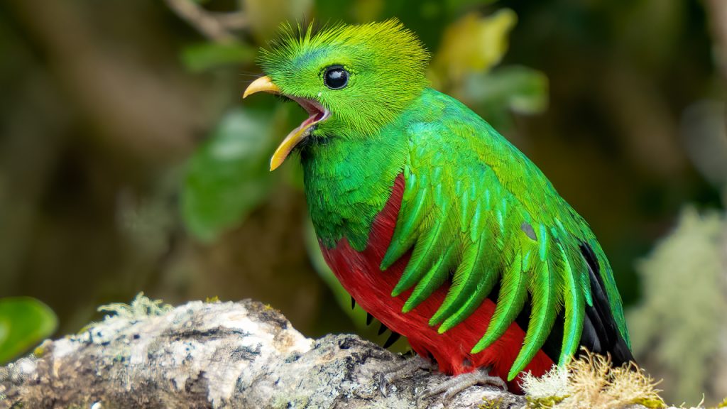 Amazing Resplendent Quetzal Bird Photography Costa Rica Cloud Forest