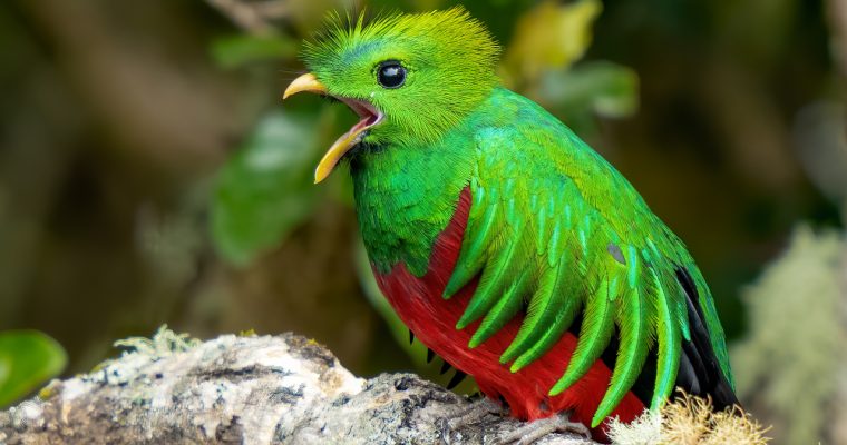 Amazing Resplendent Quetzal Bird Photography Costa Rica Cloud Forest – Sony A7RIV and SONY A9